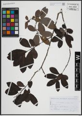 Foto von Salix atrocinerea Brot.